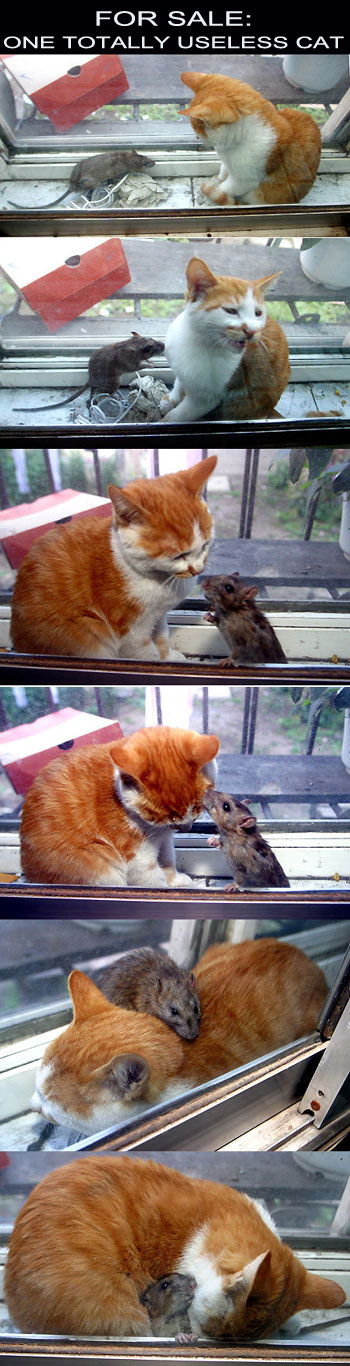 GATO PREGUIÇOSO